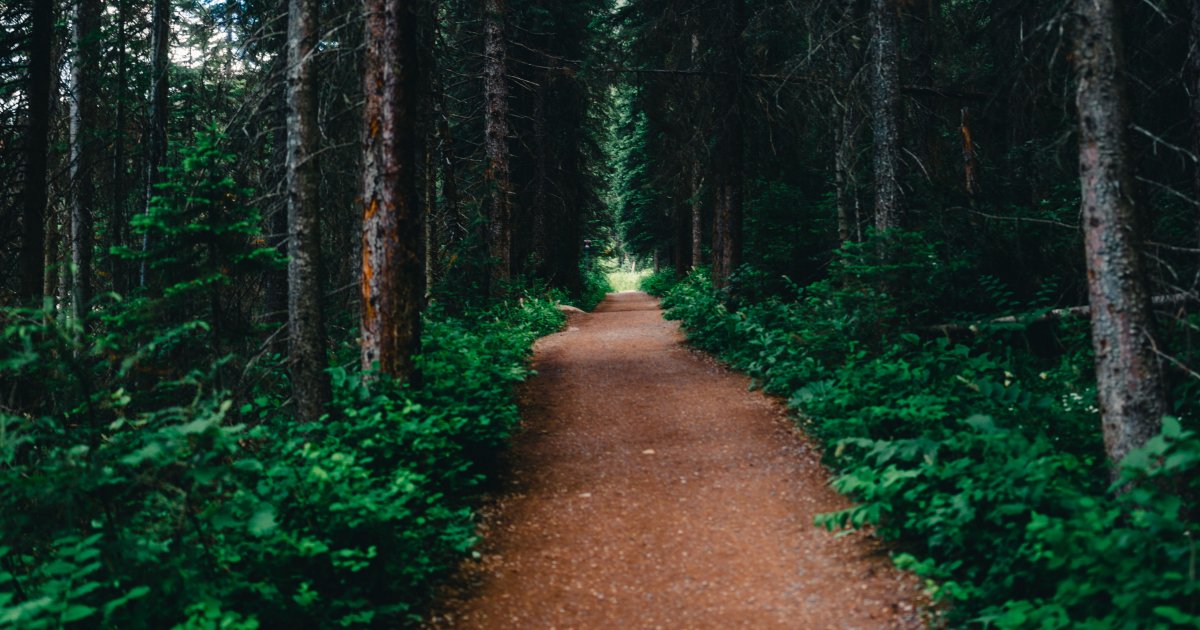 A long path forwards through a forest with trees on either side. 